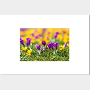 Meadow full of yellow and purple crocuses Posters and Art